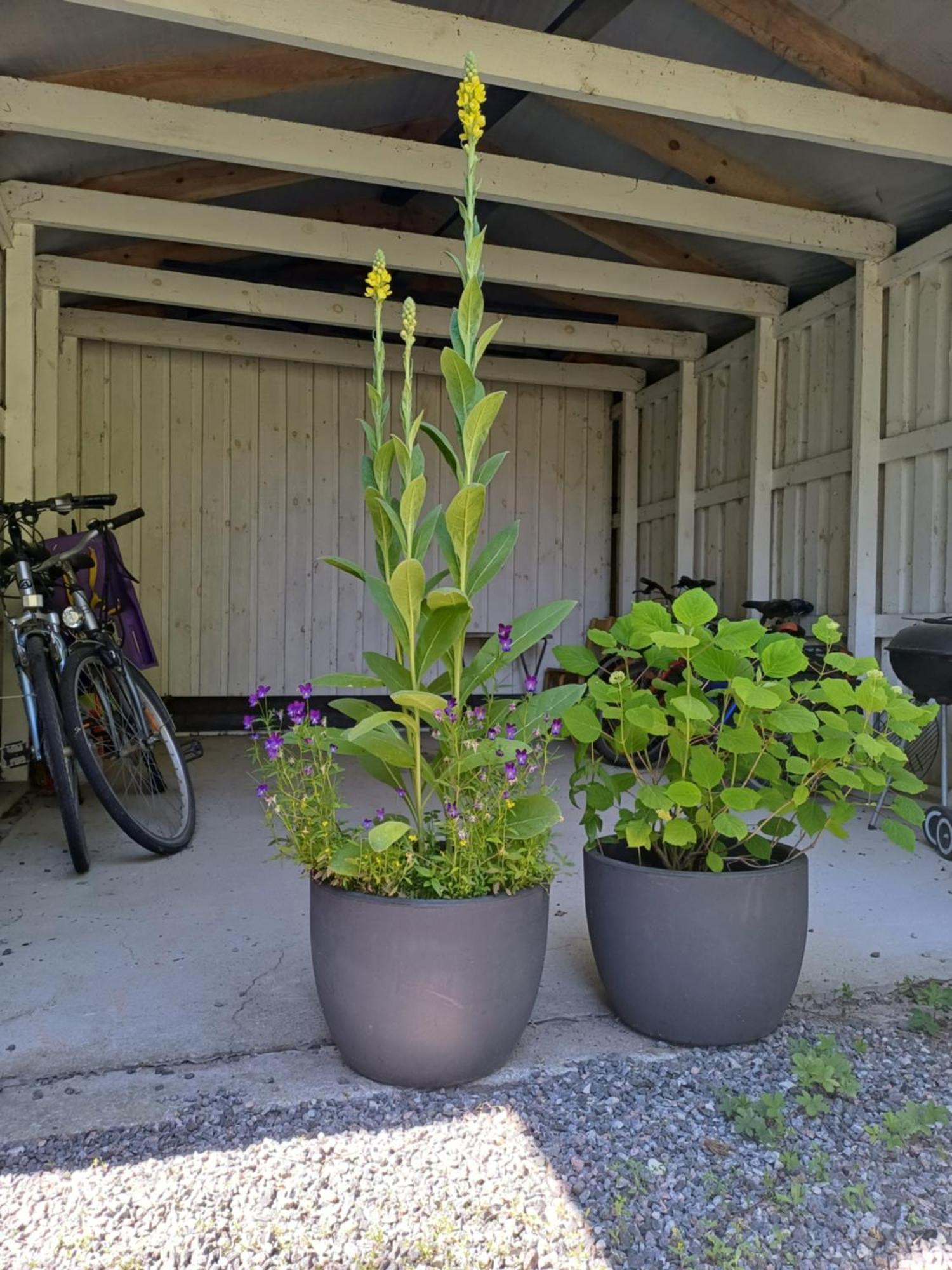 Tuule Villa Kuressaare Luaran gambar